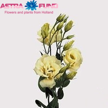 Eustoma russellianum gevuldbloemig 'Echo Geel' fotografija