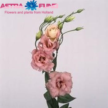 Eustoma russellianum gevuldbloemig 'Echo Pink' fotografija