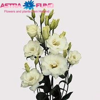 Eustoma russellianum gevuldbloemig 'Echo Pure White' fotografija