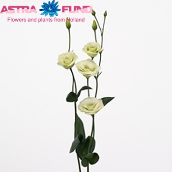 Eustoma russellianum gevuldbloemig 'Excalibur Green' fotografija