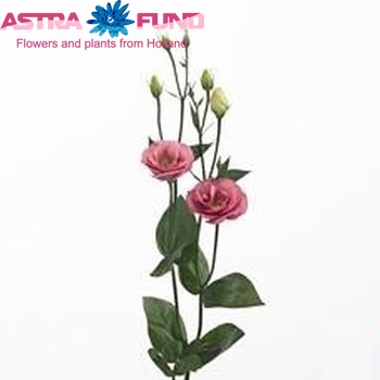 Eustoma russellianum gevuldbloemig 'Excalibur Rose Pink' fotografija