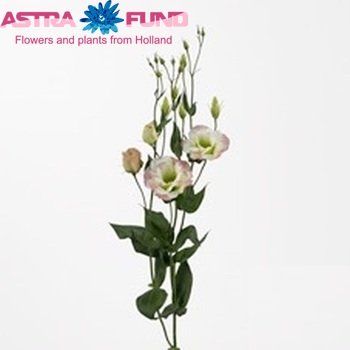 Eustoma russellianum gevuldbloemig 'Love Me Peach Sounds' fotografija