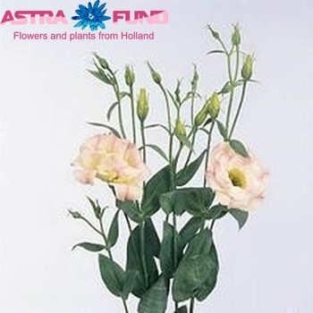 Eustoma russellianum gevuldbloemig 'Magic Champagne' fotografija