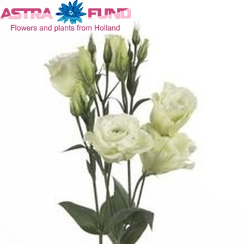 Eustoma russellianum gevuldbloemig 'Magic Green' fotografija