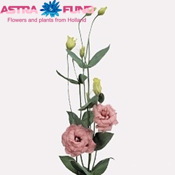 Eustoma russellianum gevuldbloemig 'Magic Pink' fotografija