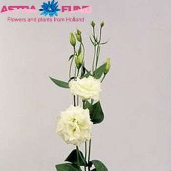 Eustoma russellianum gevuldbloemig 'Magic White' fotografija