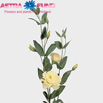Eustoma russellianum gevuldbloemig 'Magic Yellow' fotografija