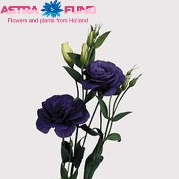 Eustoma russellianum gevuldbloemig 'Mariachi Blue' foto