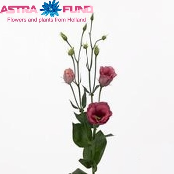 Eustoma russellianum gevuldbloemig 'Mariachi Carmine' foto