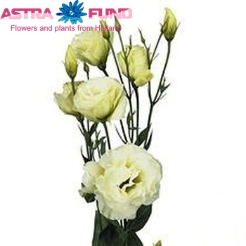 Eustoma russellianum gevuldbloemig 'Mariachi Green' foto