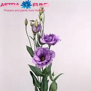 Eustoma russellianum gevuldbloemig 'Mariachi Lavender' foto