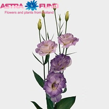 Eustoma russellianum gevuldbloemig 'Mariachi Misty Blue' foto