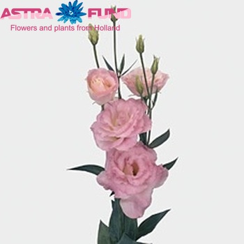 Eustoma russellianum gevuldbloemig 'Mariachi Misty Pink' foto