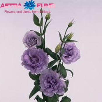 Eustoma russellianum gevuldbloemig 'Mariachi Orchid' foto