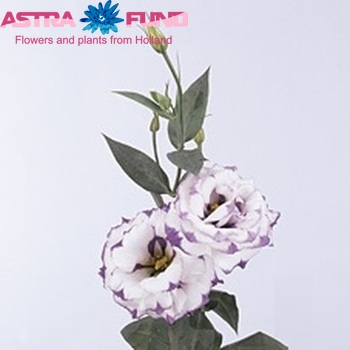 Eustoma russellianum gevuldbloemig 'Mariachi Picotee Blue' foto