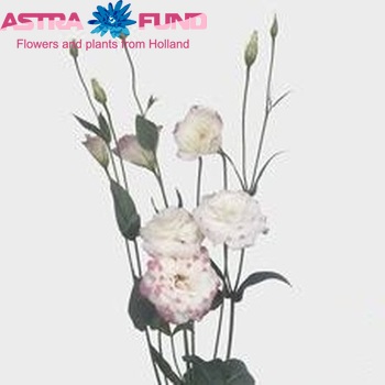 Eustoma russellianum gevuldbloemig 'Mariachi Picotee Pink' foto