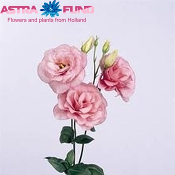 Eustoma russellianum gevuldbloemig 'Mariachi Pink' foto