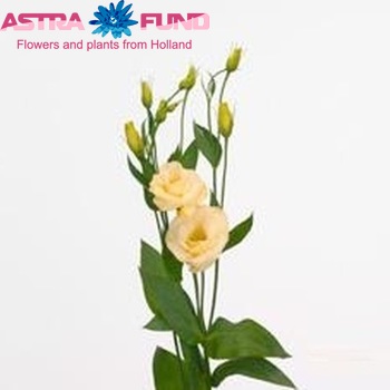 Eustoma russellianum gevuldbloemig 'Mariachi Yellow' foto