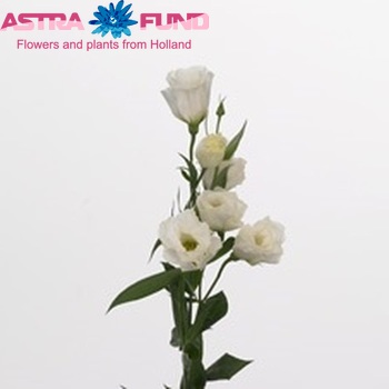 Eustoma russellianum gevuldbloemig 'Mazurka White' foto