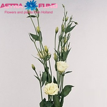 Eustoma russellianum gevuldbloemig 'Midi Mariachi White' foto