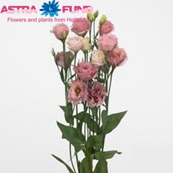 Eustoma russellianum gevuldbloemig 'Minuet Apricot Rose' foto