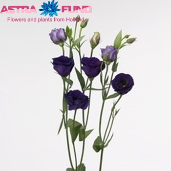 Eustoma russellianum gevuldbloemig 'Minuet Dark Purple' foto