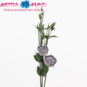 Eustoma russellianum gevuldbloemig 'Revolution Blue Sounds' foto