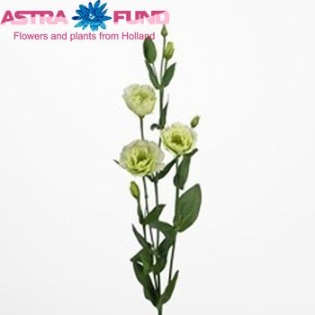 Eustoma russellianum gevuldbloemig 'Revolution Green' foto