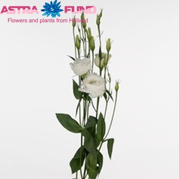 Eustoma russellianum gevuldbloemig 'Revolution White' foto