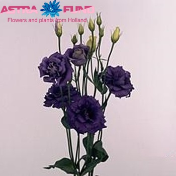 Eustoma russellianum gevuldbloemig 'Rosita Blue' foto