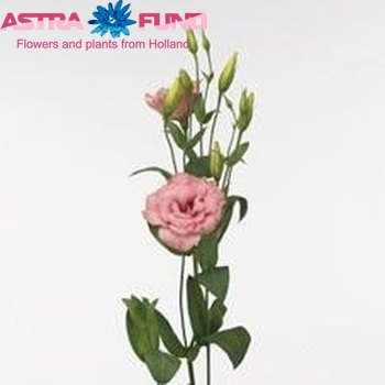 Eustoma russellianum gevuldbloemig 'Super Magic Apricot' foto