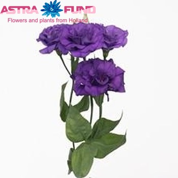 Eustoma russellianum gevuldbloemig Super Magic Deepblue foto