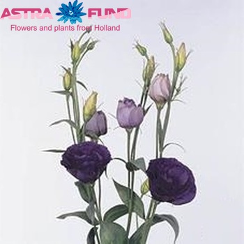 Eustoma russellianum gevuldbloemig 'Super Magic Purper' foto