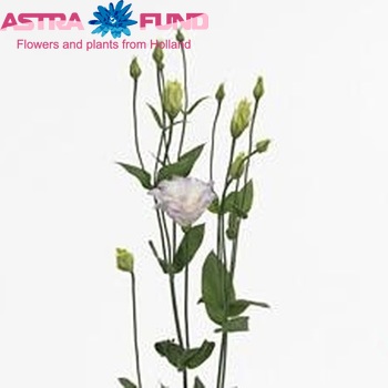 Eustoma russellianum gevuldbloemig Surprise Misty Blue foto