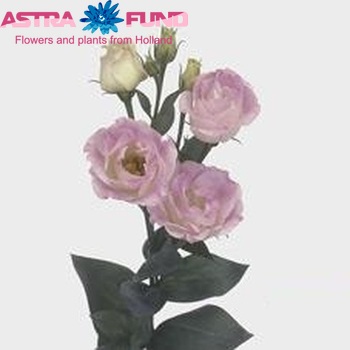 Eustoma russellianum gevuldbloemig Surprise Misty Pink foto