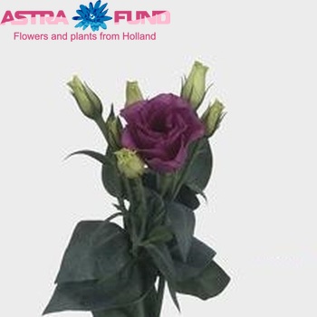 Eustoma russellianum gevuldbloemig Surprise Violet fotografija