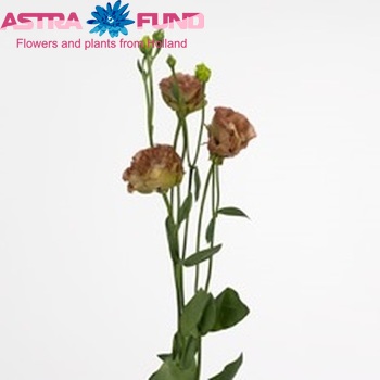Eustoma russellianum gevuldbloemig 'Wonderous Double Brown' fotografija