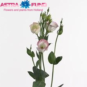 Eustoma 'Vulcan Pink Picotee' fotografija