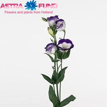 Eustoma 'Vulcan Purple Picotee' fotografija