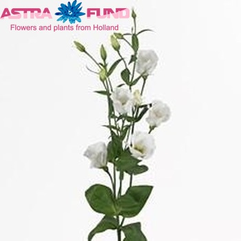 Eustoma 'Vulcan White' fotografija