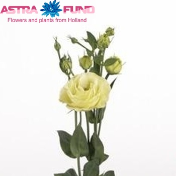 Eustoma'Rosita Yellow' foto