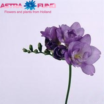 Freesia  'Blue Bayou' foto