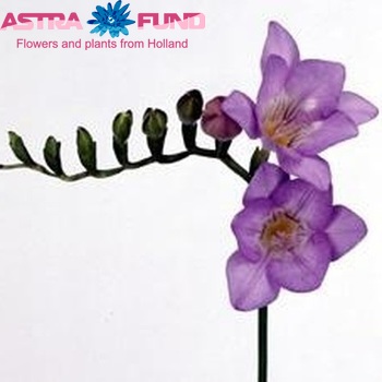 Freesia  'Blue Heaven' foto