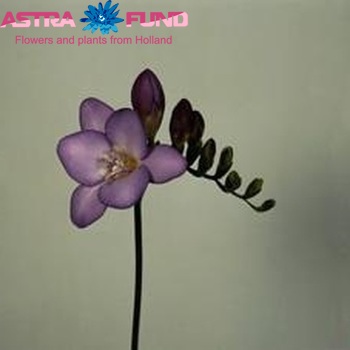 Freesia  'Blue Navy' foto