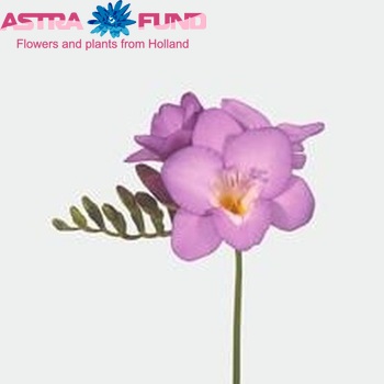 Freesia  Castor fotografija