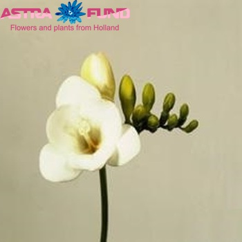 Freesia  'Elegance' Foto