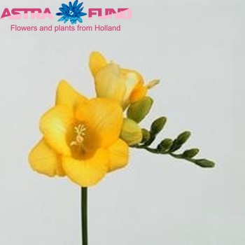Freesia  Elysee Foto