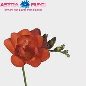 Freesia  'Marianne' fotografie