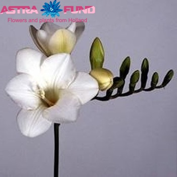 Freesia  'Miranda' fotografie