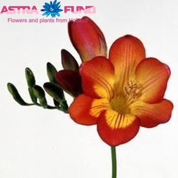 Freesia  'Oberon' foto
